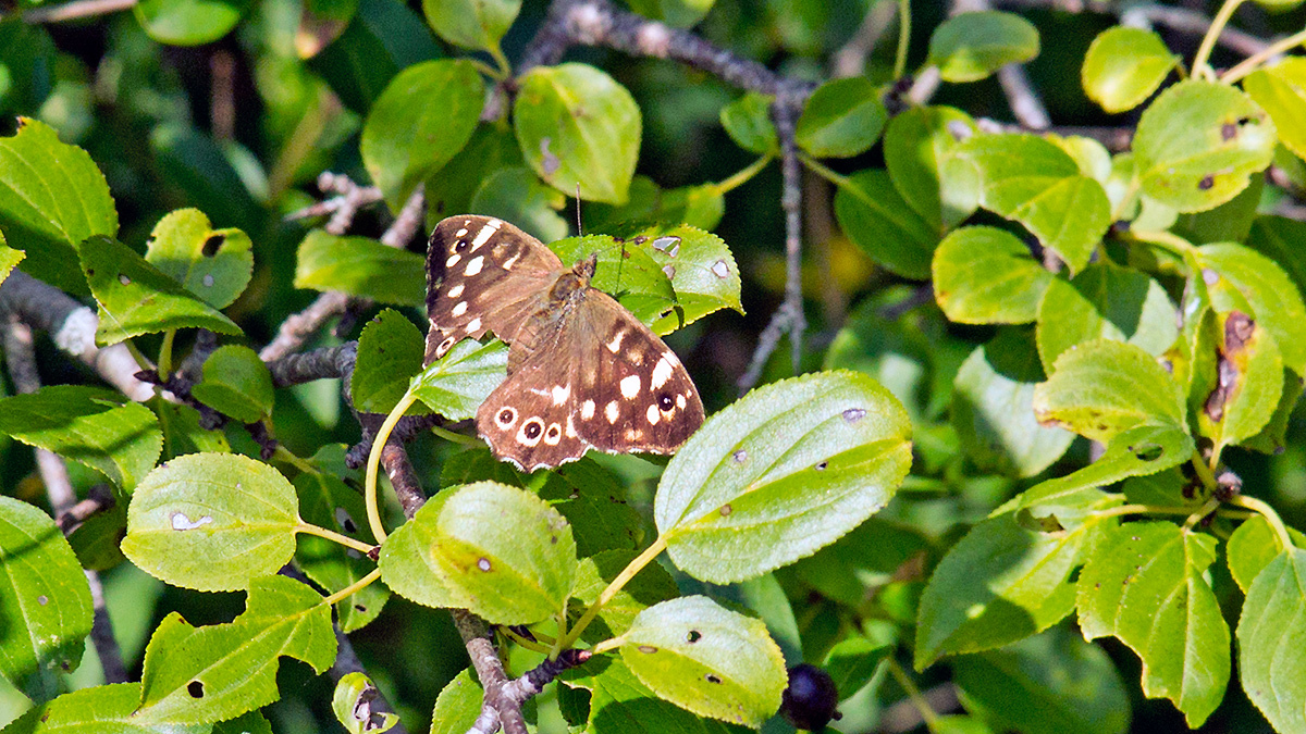 Speckled Wood [Pararge aegeria]