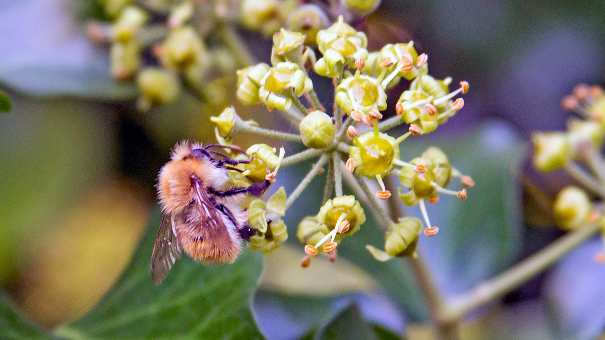 Common Carder Bee [Bombus pascuorum]