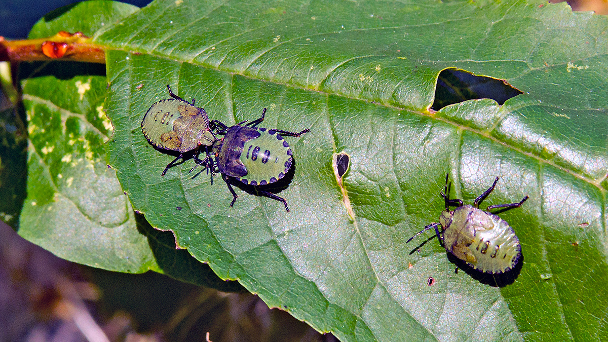 Green Shieldbug [Palomena prasina]