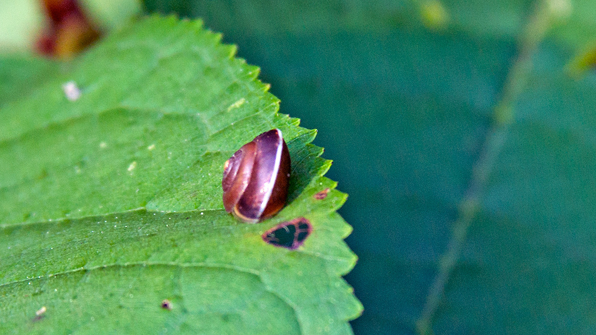 Girdled Snail [Hygromia cinctella]