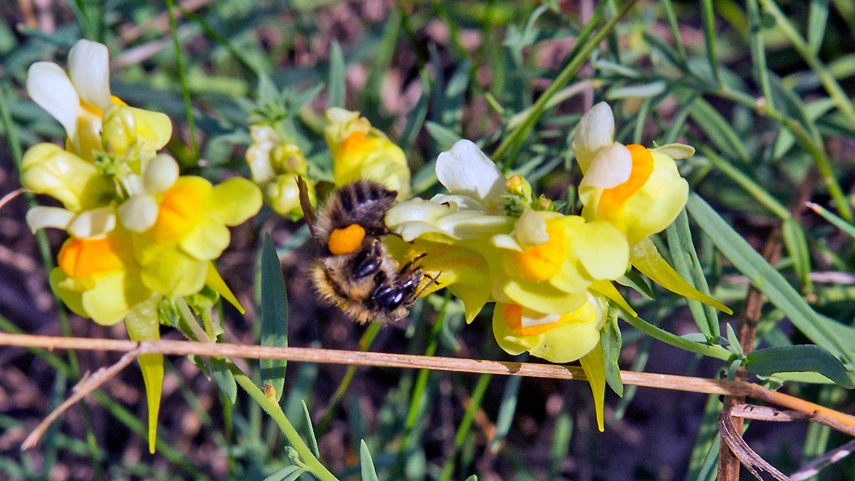 Common Carder Bee [Bombus pascuorum]