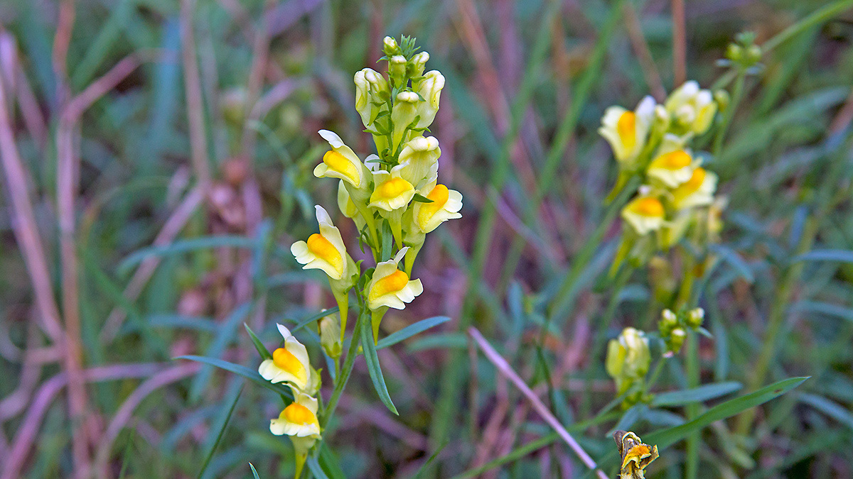 Common Toadflax [Linaria vulgaris]