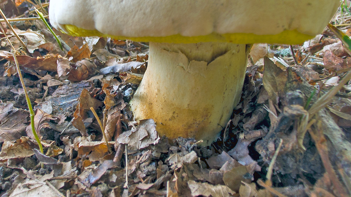 Rooting Bolete [Caloboletus radicans?]