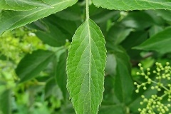 Elder [Sambucus nigra]
