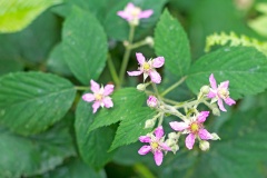 Sprengel's Bramble [Rubus sprengelii?]