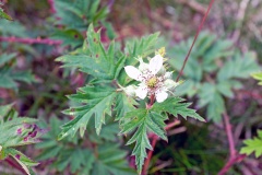 Cutleaf Evergreen Blackberry [Rubus laciniatus?]