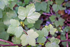 Redcurrant [Ribes rubrum]