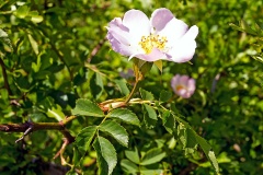 Dog Rose [Rosa canina]