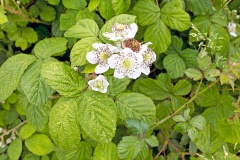 Bramble [Rubus fruticosus agg.]