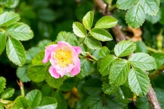 Sweet Briar [Rosa rubiginosa]