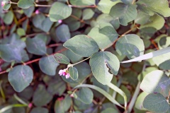 Common Snowberry [Symphoricarpos albus]
