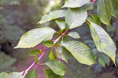 Wild Cherry [Prunus avium]