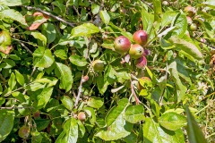 Crab Apple [Malus sylvestris]