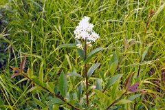 Common Privet [Ligustrum vulgare]