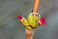 Common Hazel [Corylus avellana]