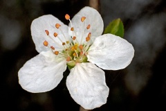 Cherry Plum [Prunus cerasifera]