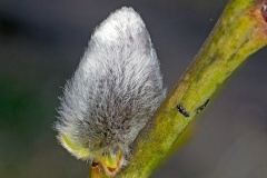Goat Willow [Salix caprea]