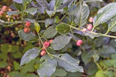 Spindle [Euonymus europaeus]