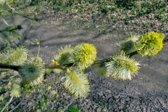 Goat Willow [Salix caprea]