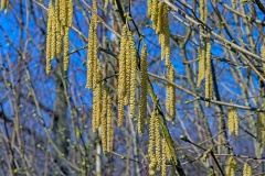 Common Hazel [Corylus avellana]