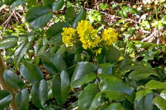 Holly-leaved Barberry [Berberis aquifolium]