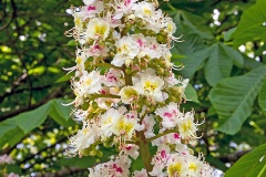 Horse Chestnut [Aesculus hippocastanum]