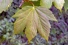 Sycamore [Acer pseudoplatanus]
