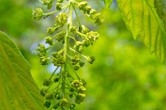 Sycamore [Acer pseudoplatanus]