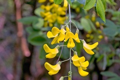 Common Laburnum [Laburnum anagyroides]