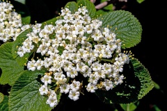 Wayfaring Tree [Viburnum lantana]