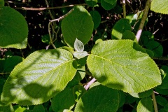 Wayfaring Tree [Viburnum lantana]