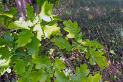 English Oak [Quercus robur]