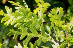Turkey Oak [Quercus cerris]