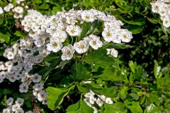 Common Hawthorn [Crataegus monogyna]