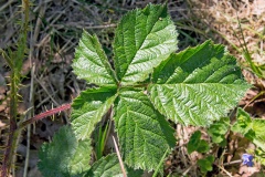 Bramble [Rubus fruticosus agg.]