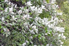 Whitebeam [Aria edulis]