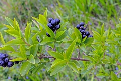 Common Privet [Ligustrum vulgare]
