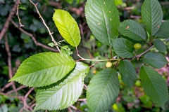 Wild Cherry (or Gean) [Prunus avium]