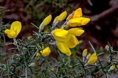 Gorse [Ulex europaeus]