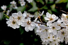 Blackthorn [Prunus spinosa]