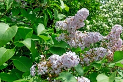 Common Lilac [Syringa vulgaris]