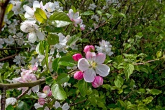Crab Apple [Malus sylvestris]