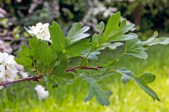 Common Hawthorn [Crataegus monogyna]
