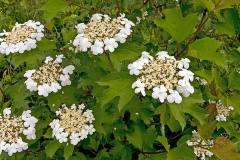 Guelder-rose [Viburnum opulus]