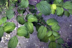 Common Dogwood [Cornus sanguinea]
