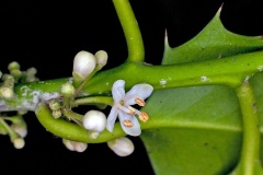Holly [Ilex aquifolium]