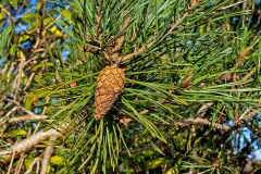 Scots Pine [Pinus sylvestris]