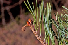 Scots Pine [Pinus sylvestris]