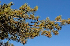 Scots Pine [Pinus sylvestris]
