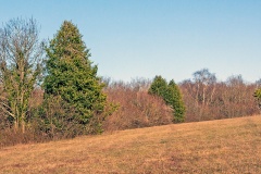 Holly trees [Ilex aquifolium]
